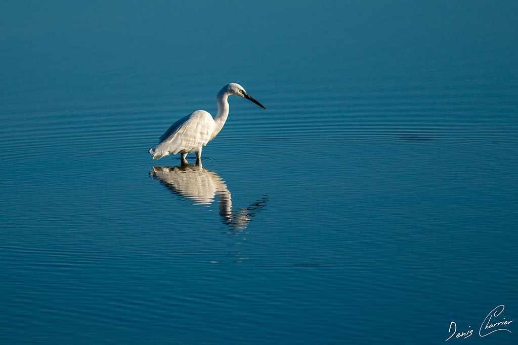 Aigrette Garzette pêchant dans l'étang de Thau