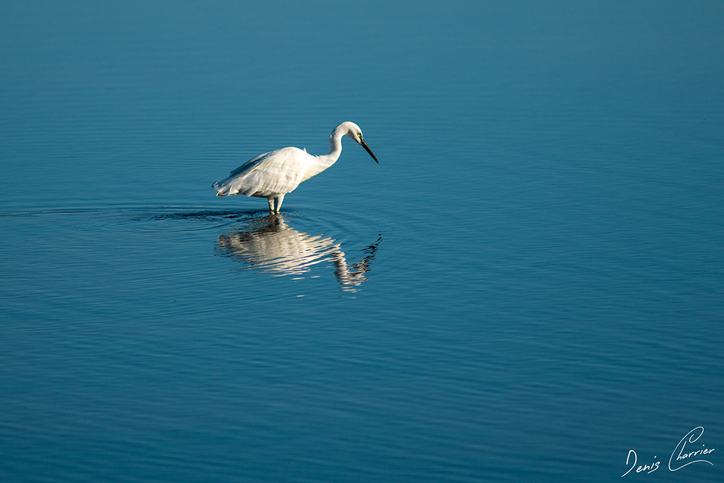Aigrette Garzette pêchant dans l'étang de Thau