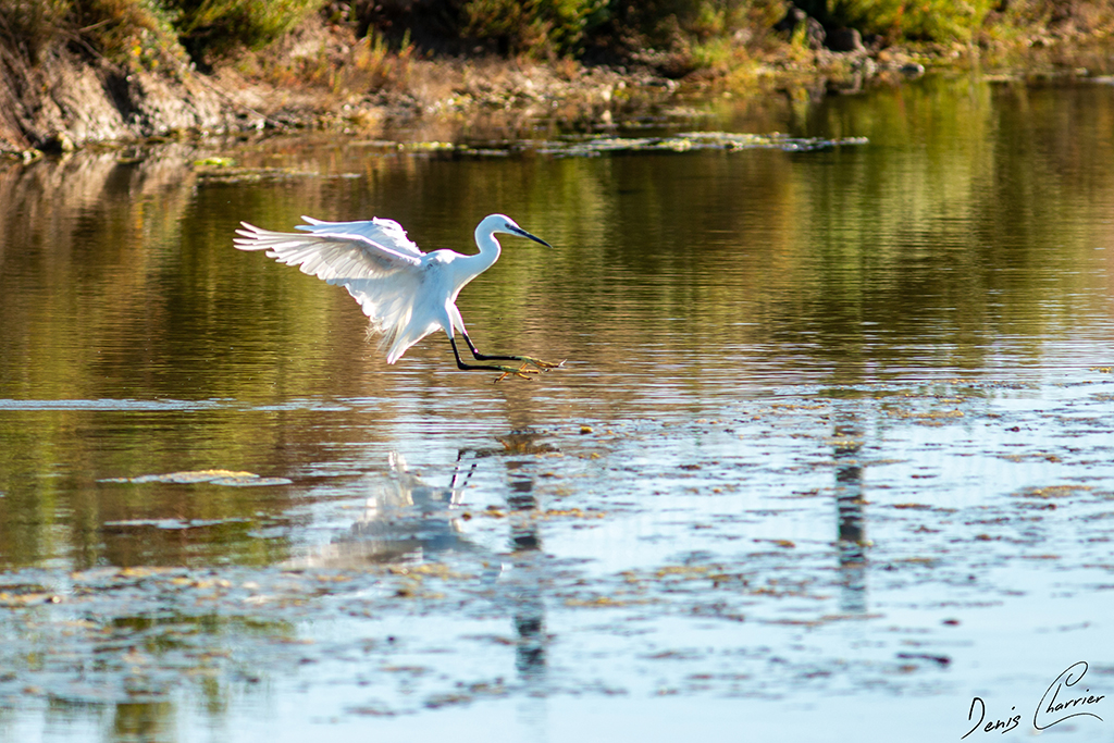 Aigrette Garzette se posant sur un étang