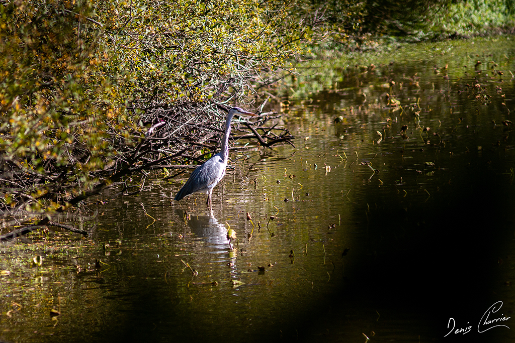 Héron cendré sur les berges d'un étang