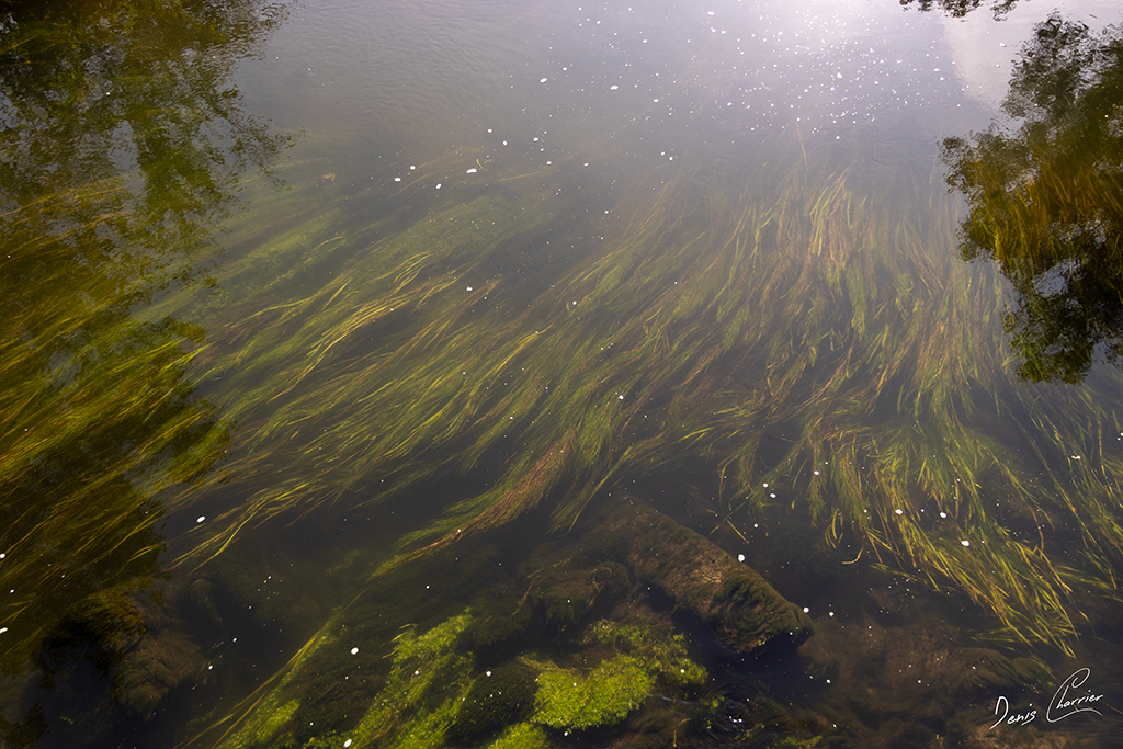 Algues dans la rivière de l'Epte