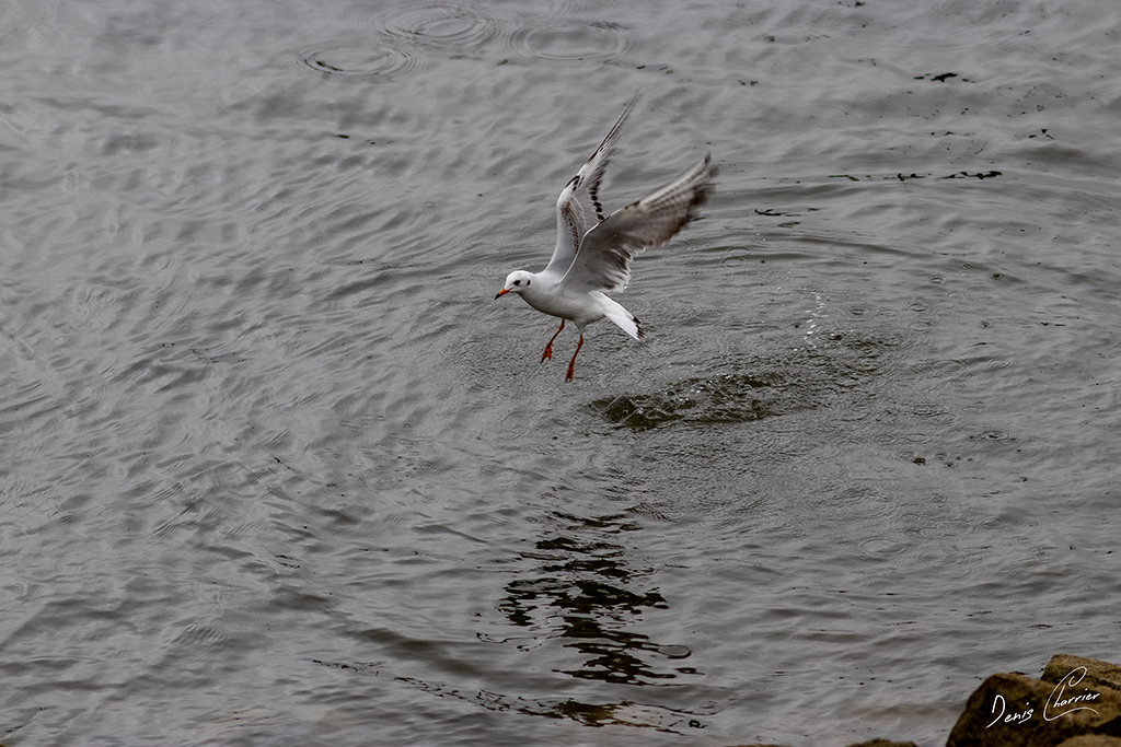 Mouette qui s'envole - Lac du Der