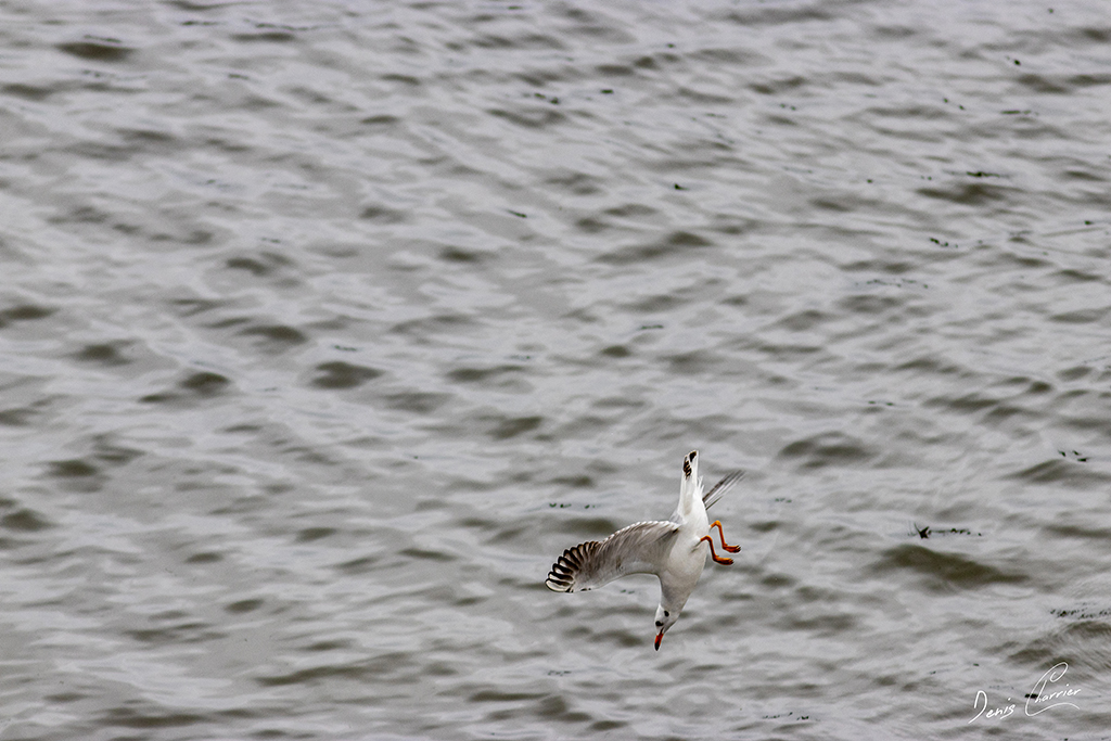 Mouette qui plonge - Lac du Der