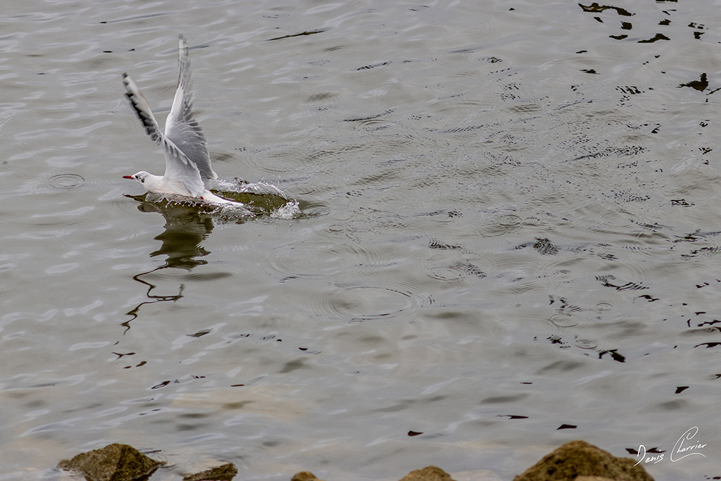 Mouette qui sort de l'eau - Lac du Der