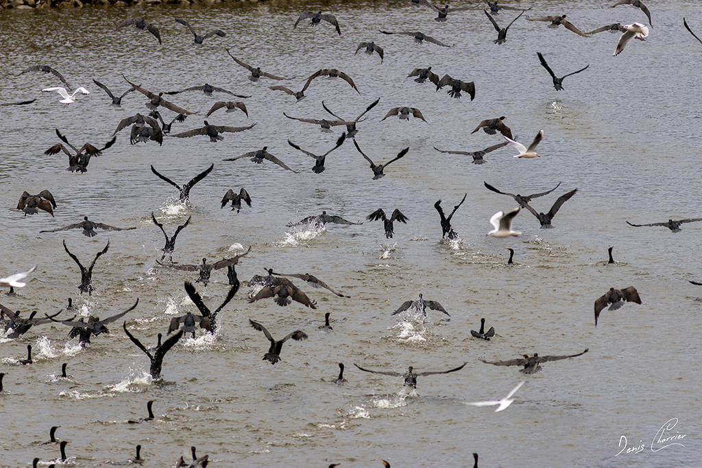 Envol de grands cormorans et mouettes - Lac du Der