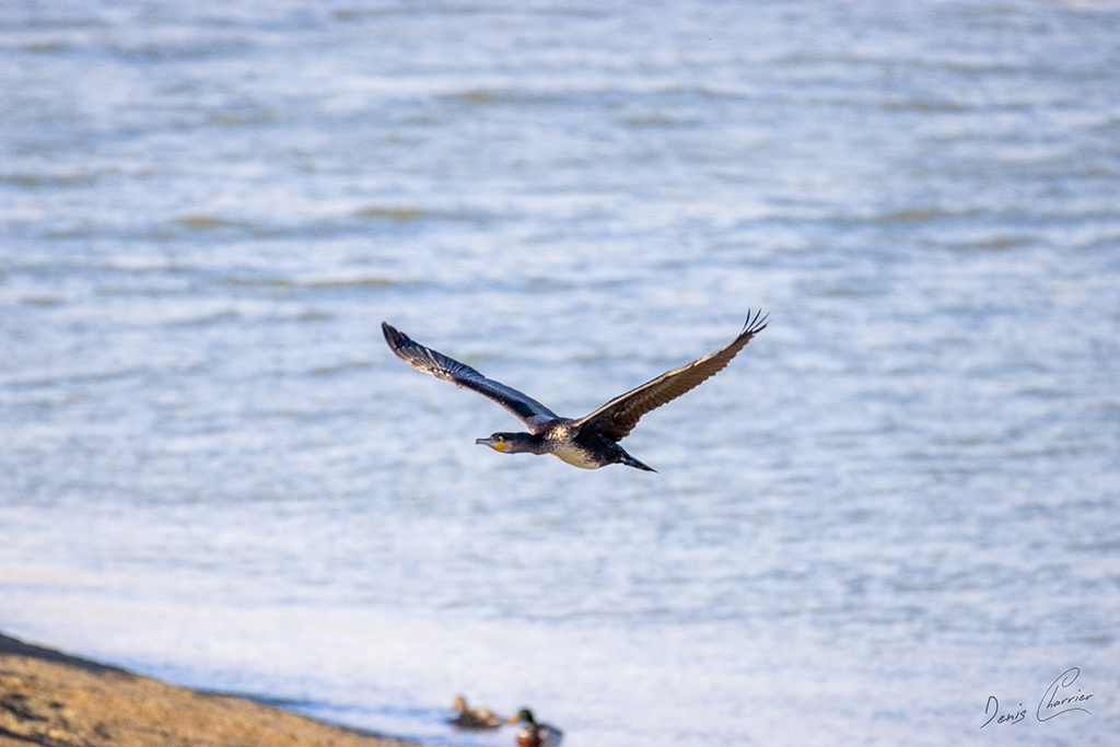 Grand Cormoran en vol au dessus du Lac du Der
