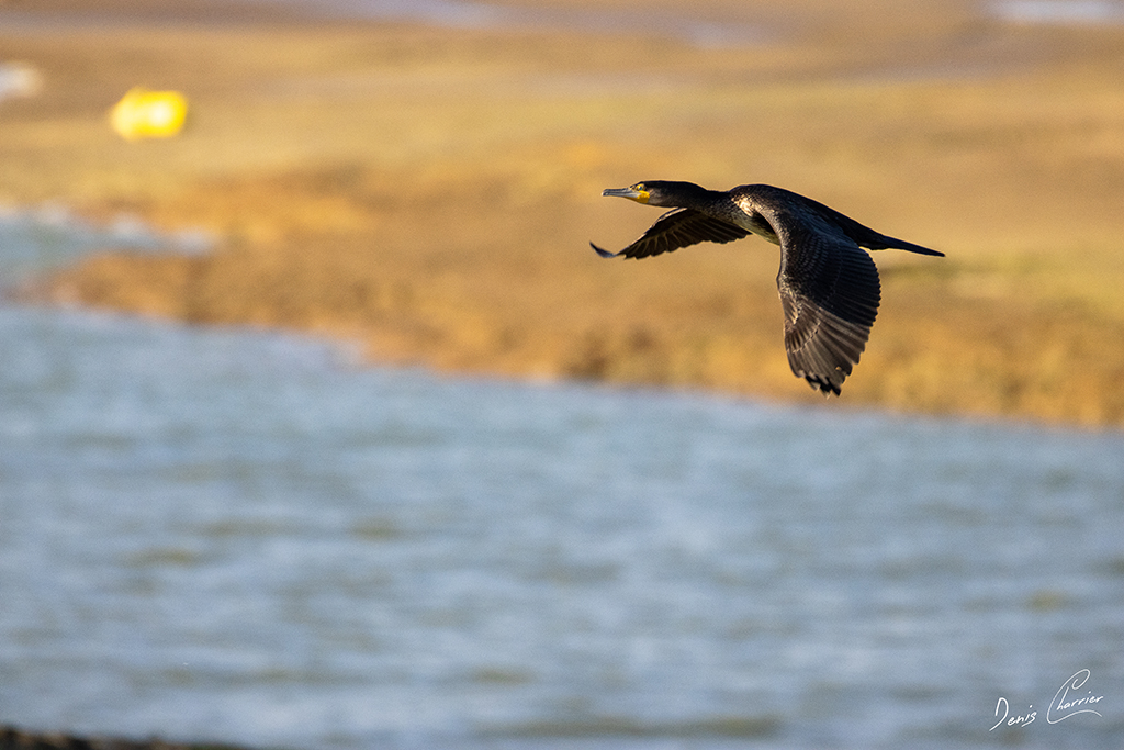 Grand Cormoran en vol au dessus du Lac du Der