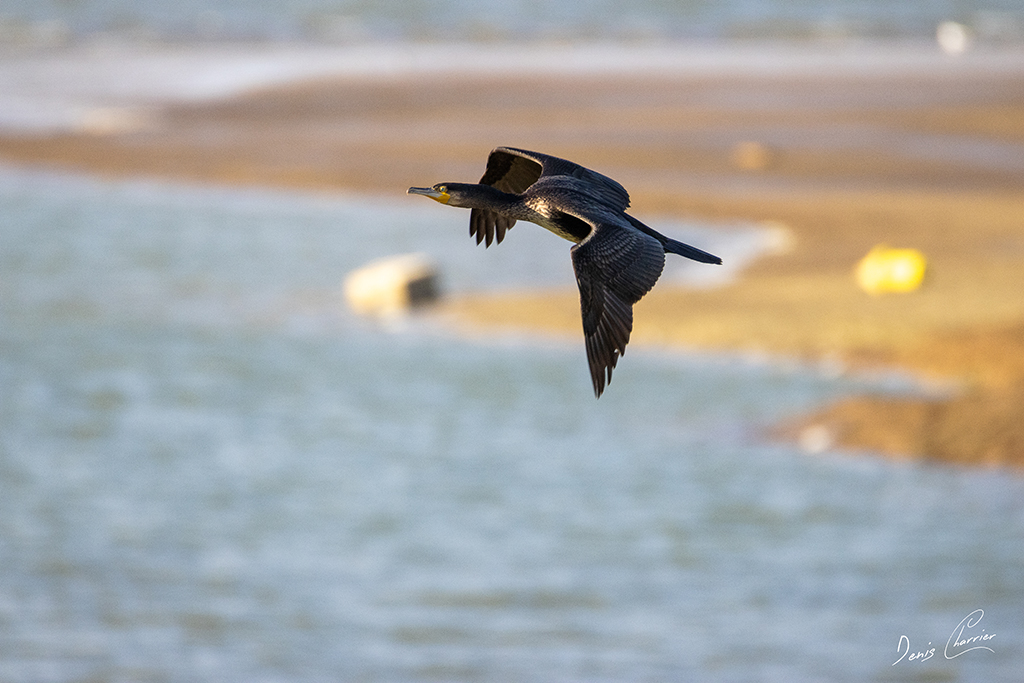 Grand Cormoran en vol au dessus du Lac du Der