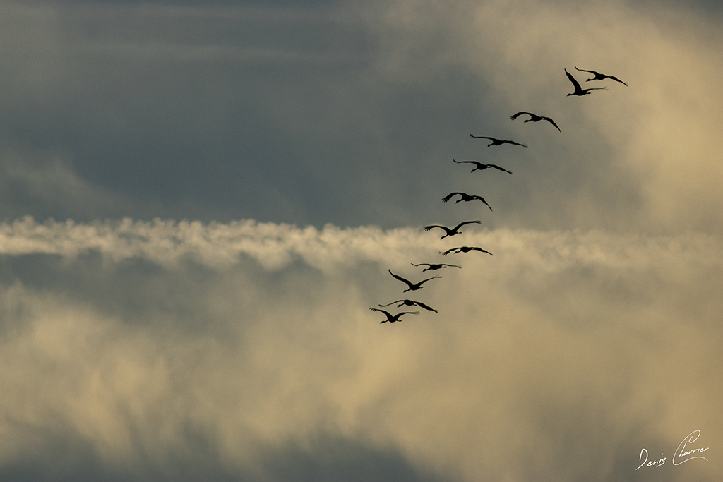 Vol en formation de grues cendrées - Lac du Der