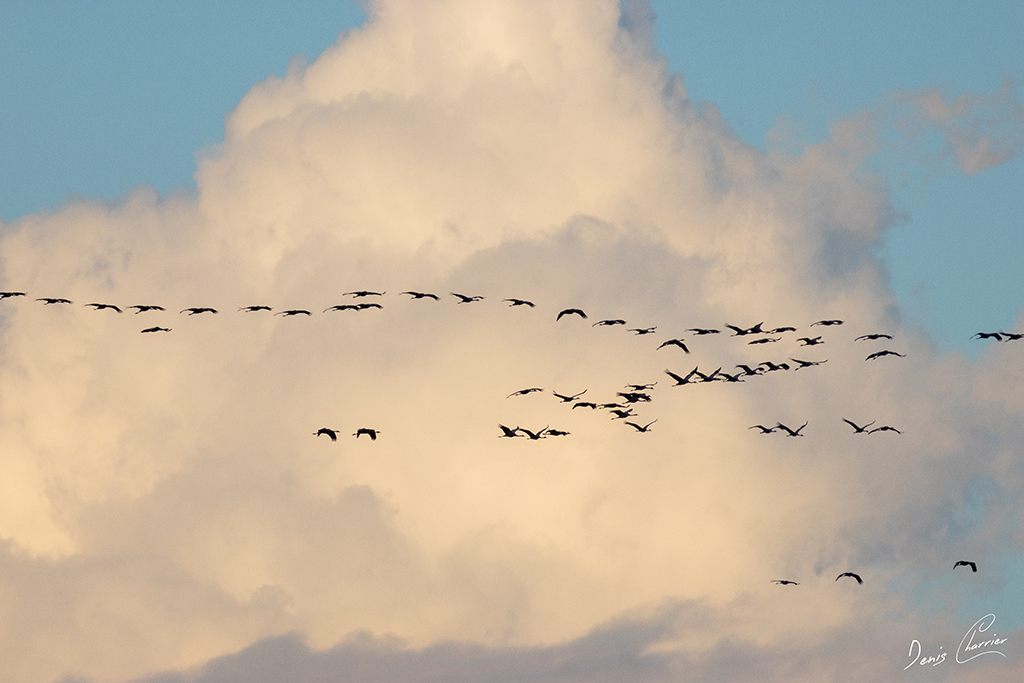 Vol en formation de grues cendrées - Lac du Der