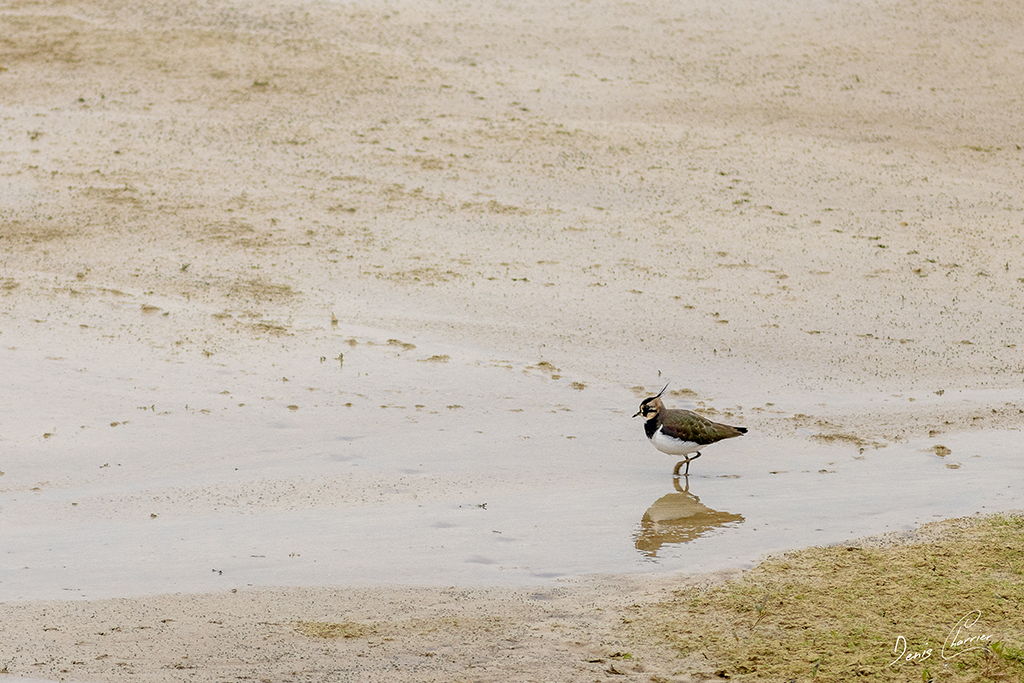 Vanneau huppé dans une vasière - Lac du Der