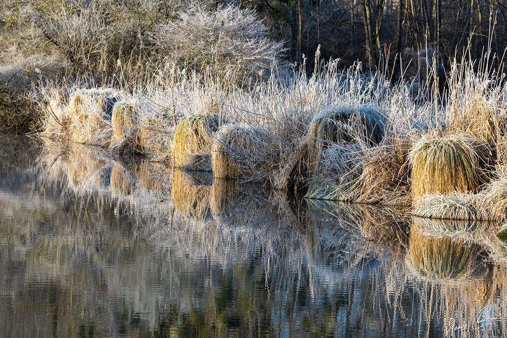 Rivière de l'Essonne avec du givre sur la végétation des berges