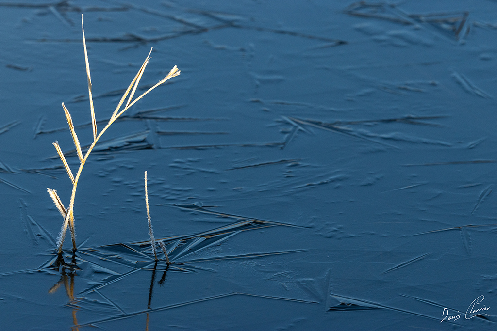 Roseaux recouverts de givre sortant de la surface gélée d'un étang