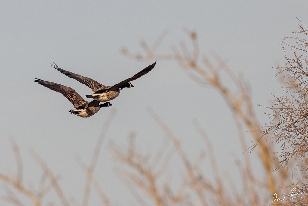 Vol de deux Bernache du Canada au dessus de l'Essonne