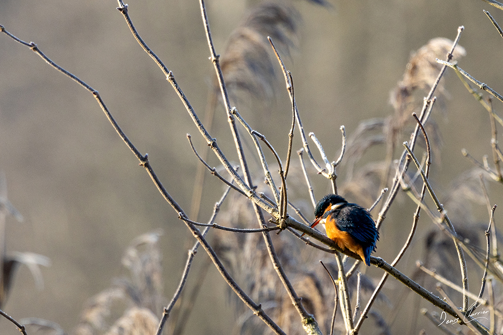 Martin-pêcheur d'Europe posé sur une branche près de la rivière l'Essonne