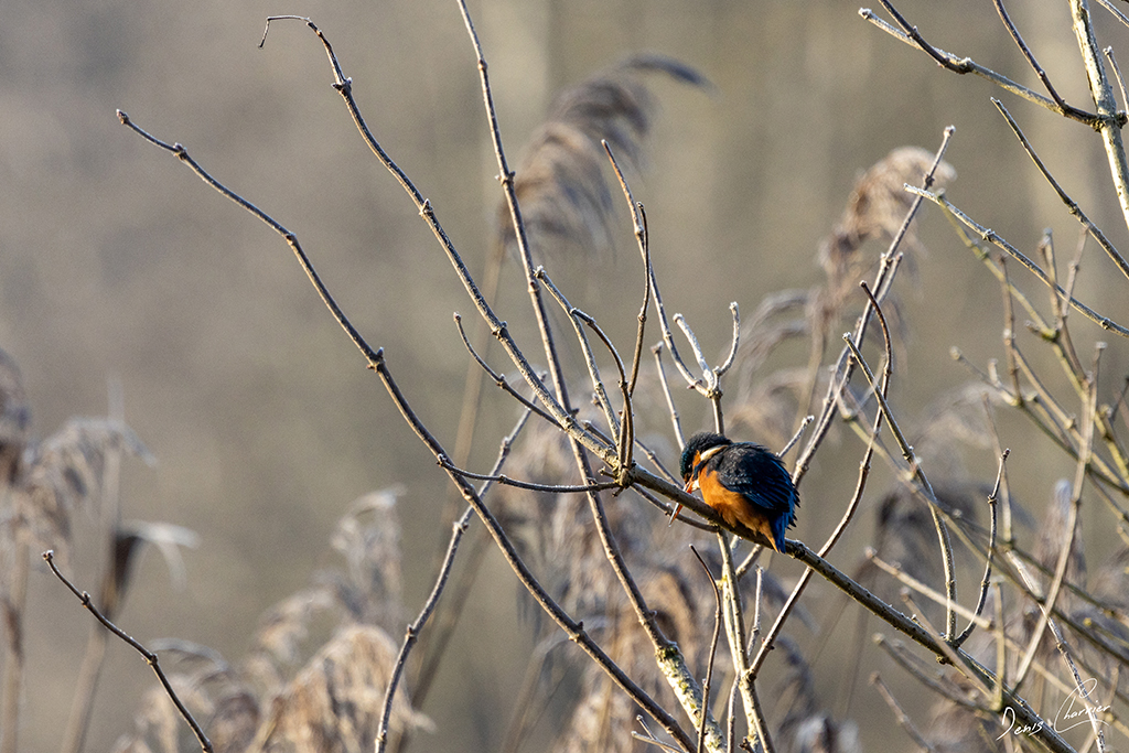 Martin-pêcheur d'Europe posé sur une branche près de la rivière l'Essonne