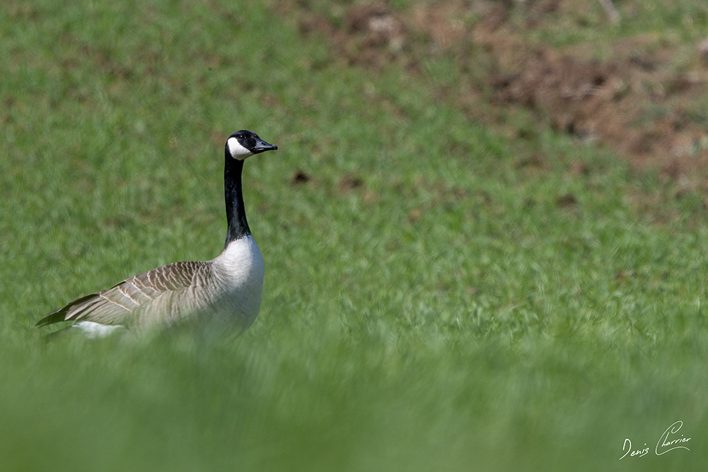 Bernache du Canada dans un champs
