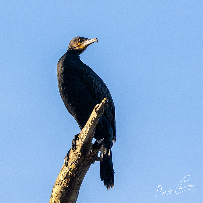 Grand Cormoran perché sur un tronc d'arbre