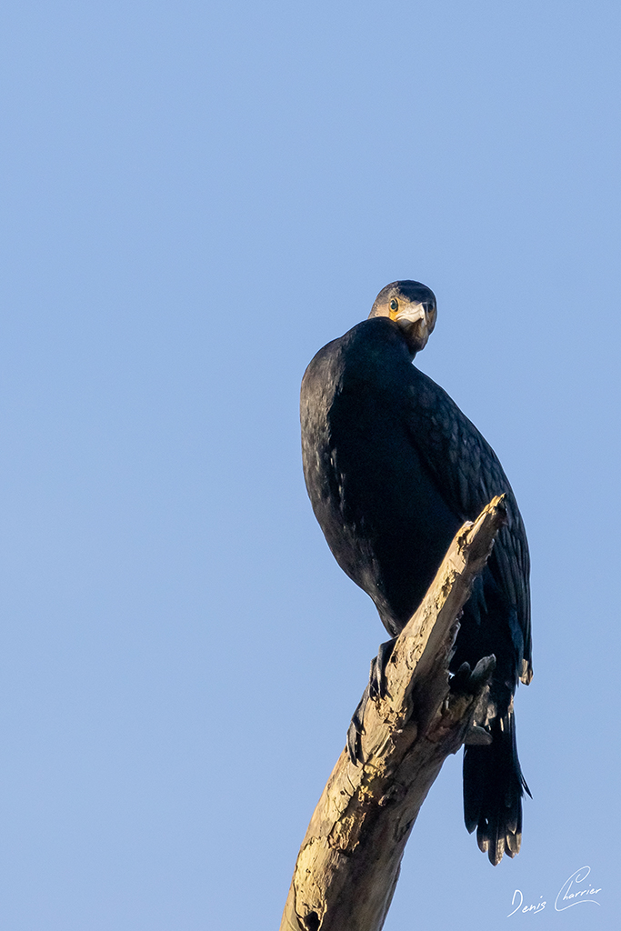 Grand Cormoran perché sur un tronc d'arbre