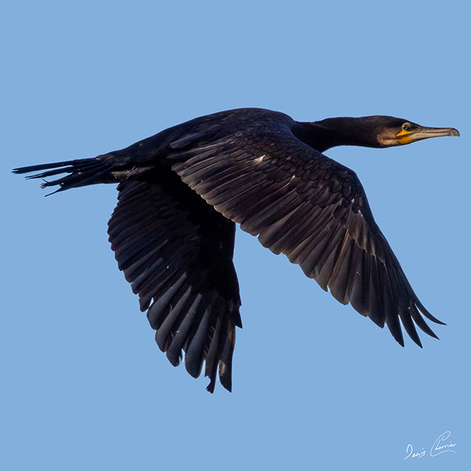 Grand cormoran en vol au dessus de la rivère l'Essonne