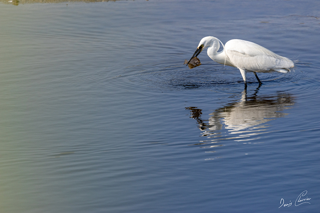 Aigrette garzette ayant pêché un poisson