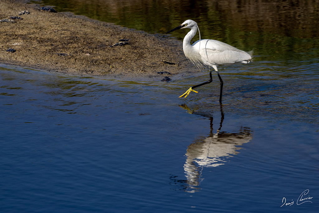 Aigrette garzette marchant près de la berge d'un étang