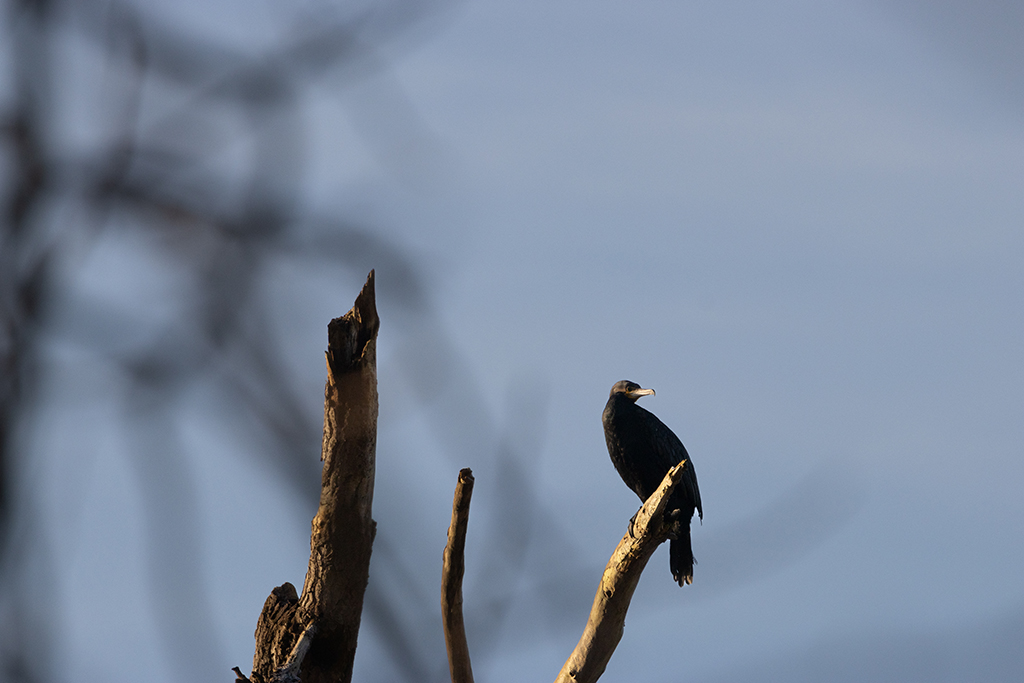 Grand Cormoran perché sur un tronc d'arbre