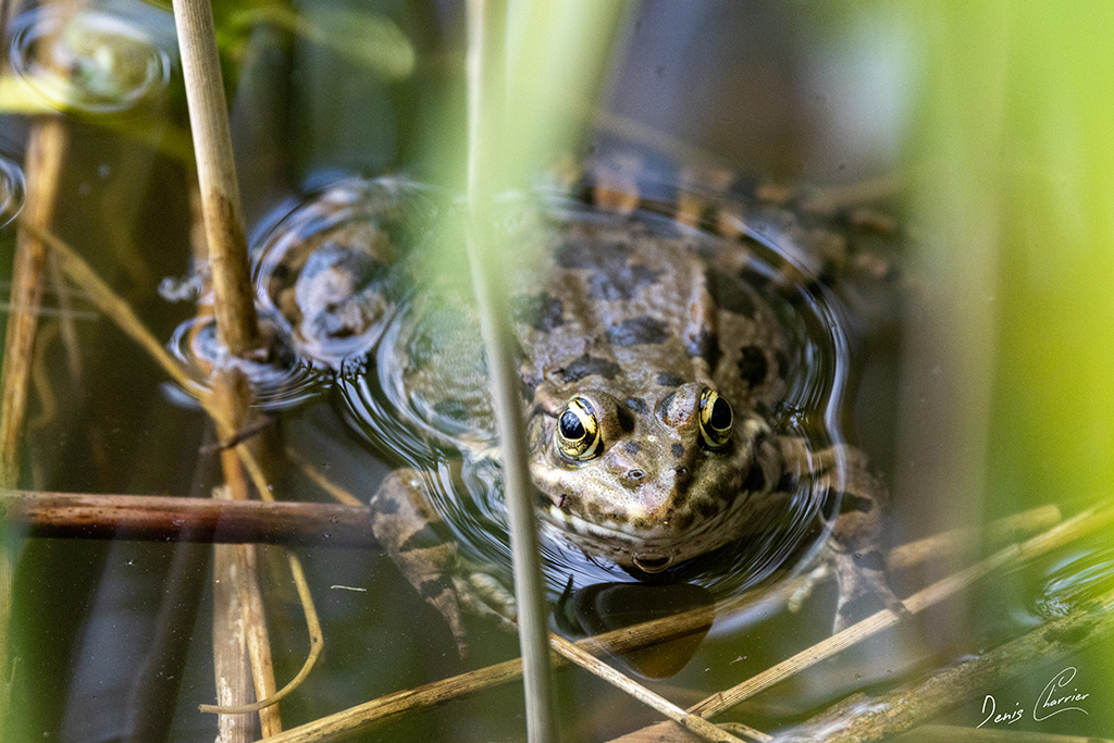 Grenouille verte à fleur d'eau