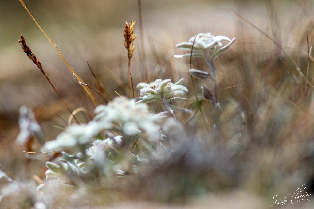 Fleurs d'edelweiss