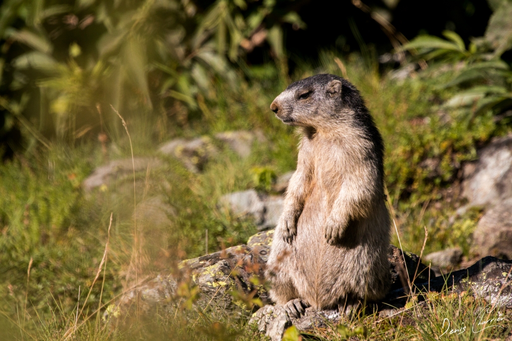 Marmotte