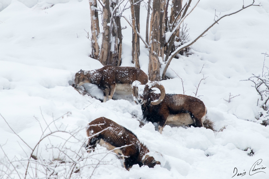 Groupe de Mouflons dans la neige