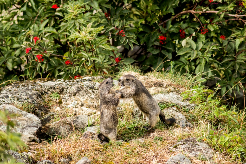 Marmottons en train de jouer