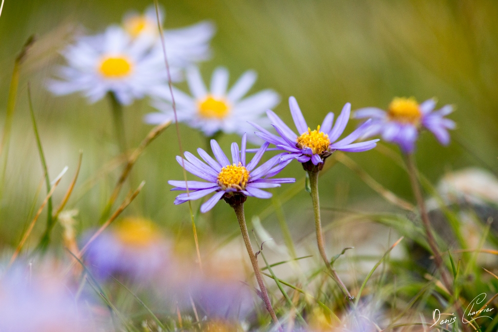 Fleurs d'aster des Alpes