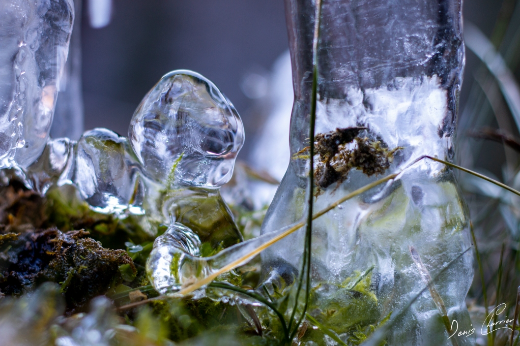 Glace sur un brin d'herbe