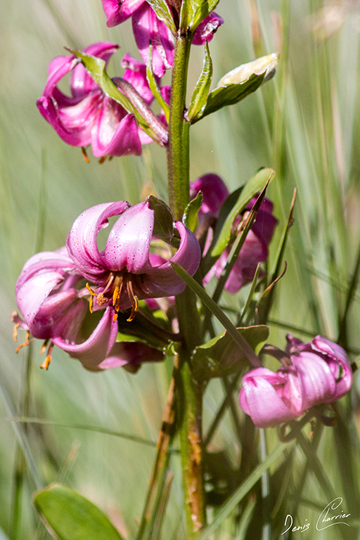 Fleurs de Lys Martagon