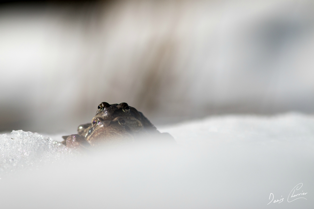 Amour chez les anoures