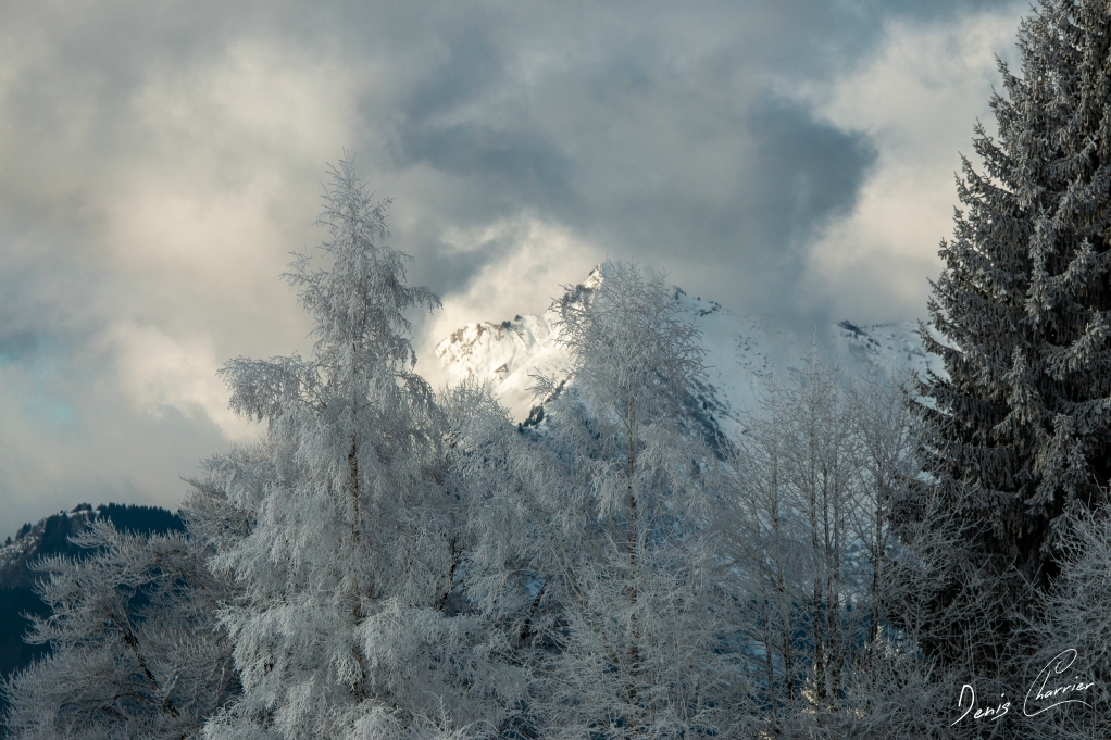 Sommet et arbres enneigé