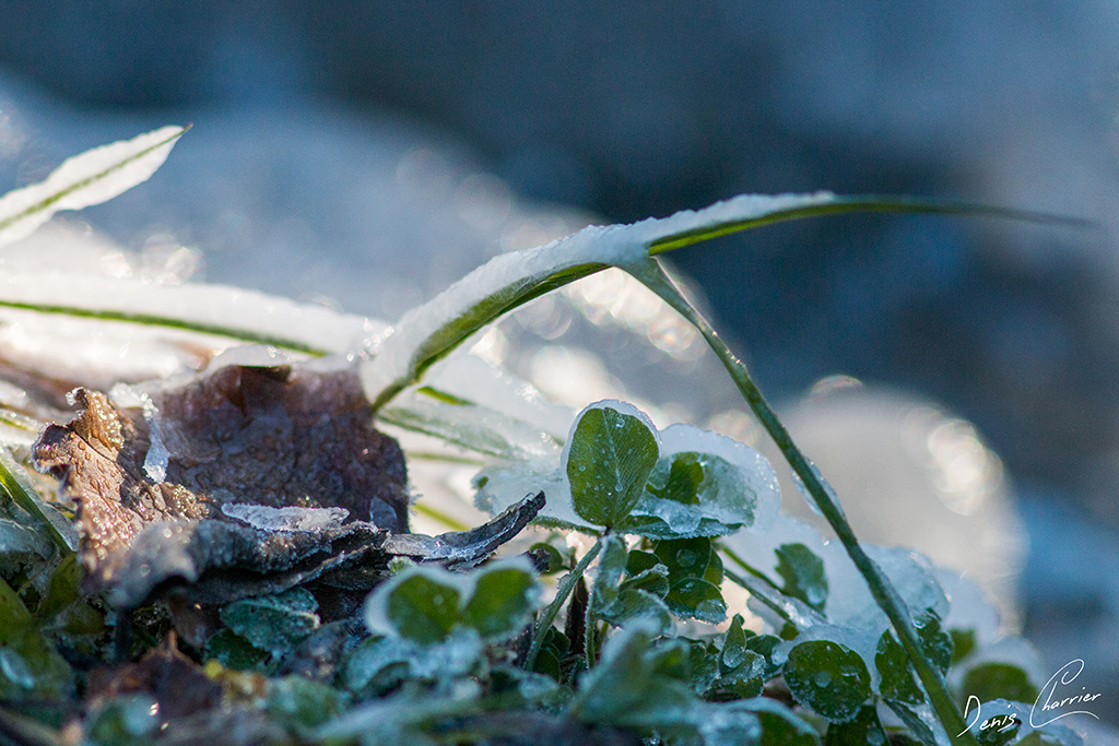 Glace sur un brin d'herbe