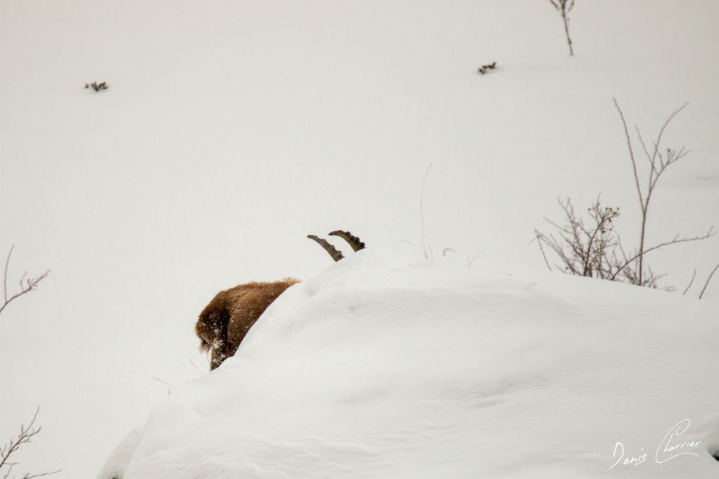 Bouquetin dans la neige