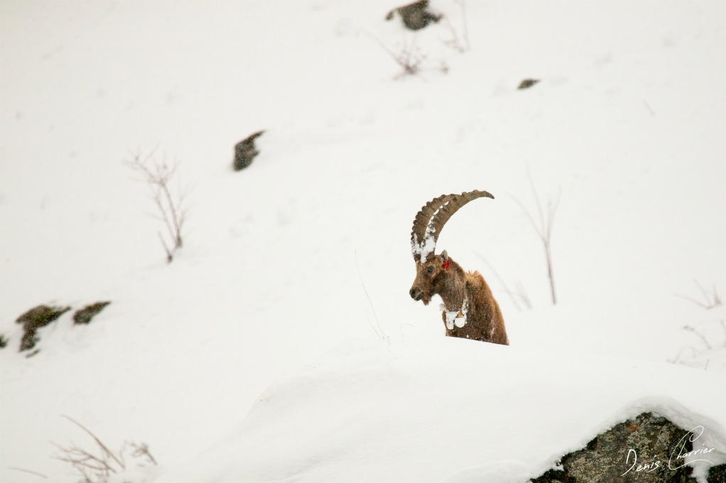 Bouquetin dans la neige
