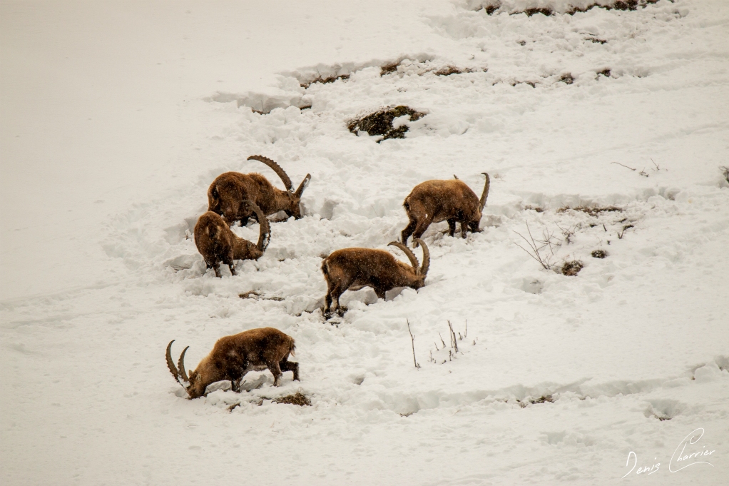 Bouquetin dans la neige