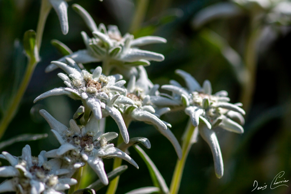 Fleurs d'edelweiss