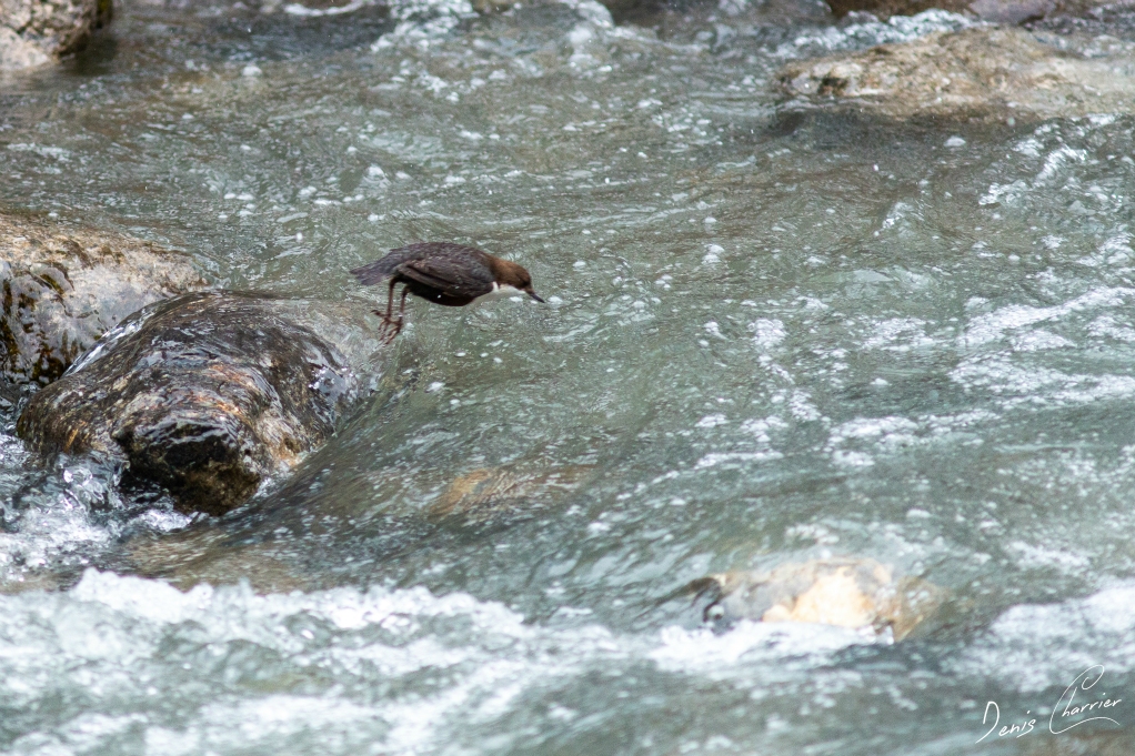 Cincle plongeur en vol