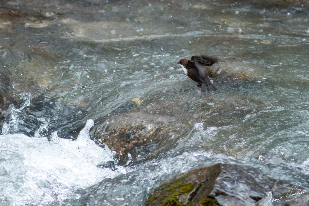 Cincle plongeur en vol