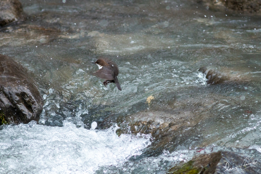 Cincle plongeur en vol