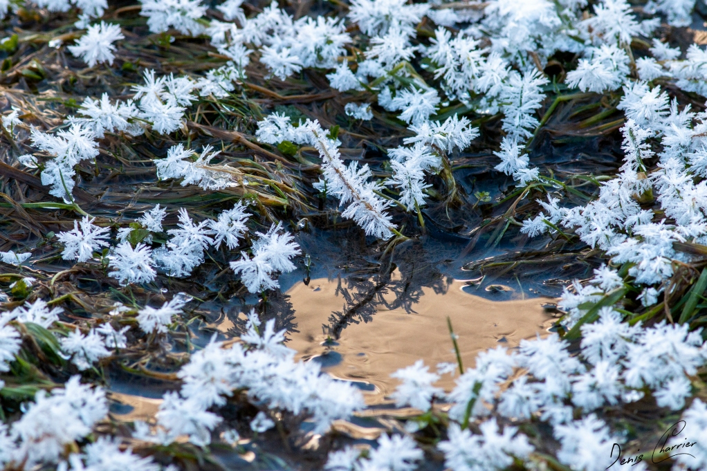Paillette de givre sur des brins d'herbe