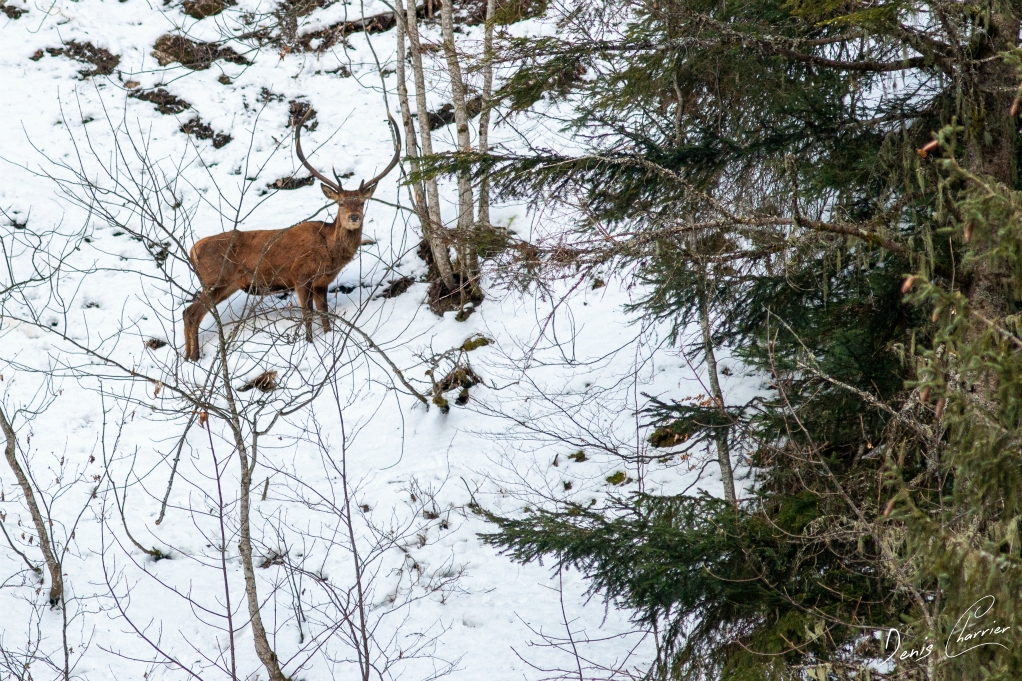 Cerf élaphe dans une pente neigeuse