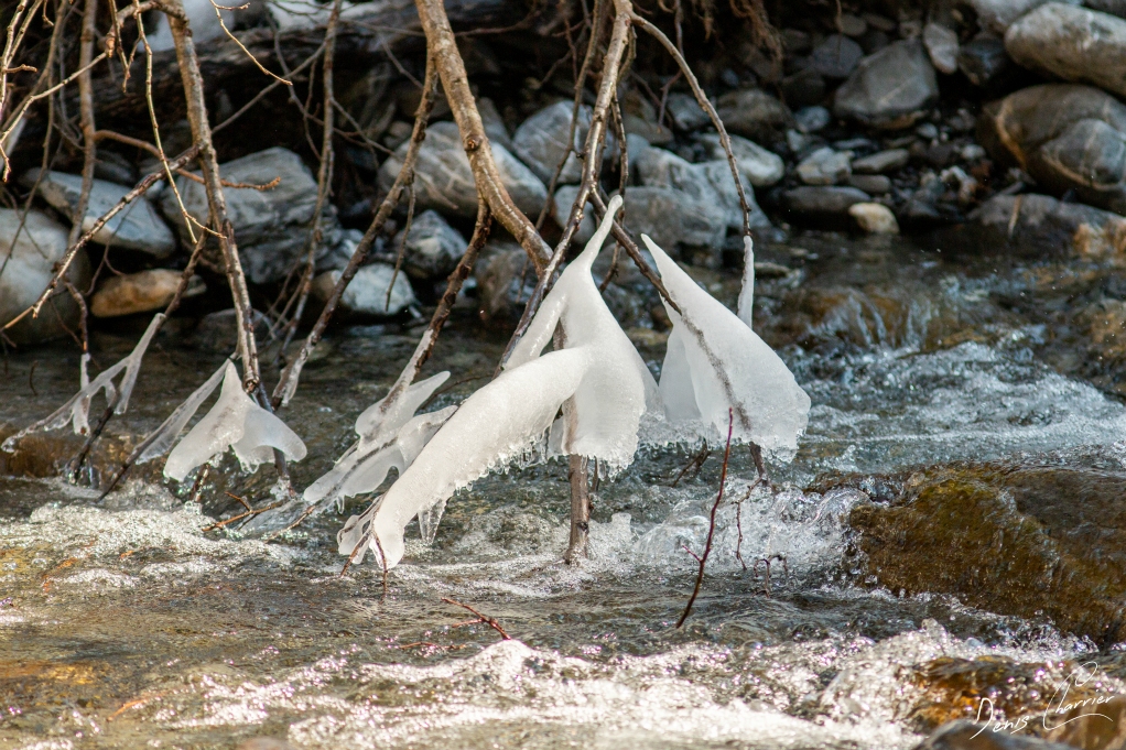 Branches recouvertes de glace au dessu d'une rivière
