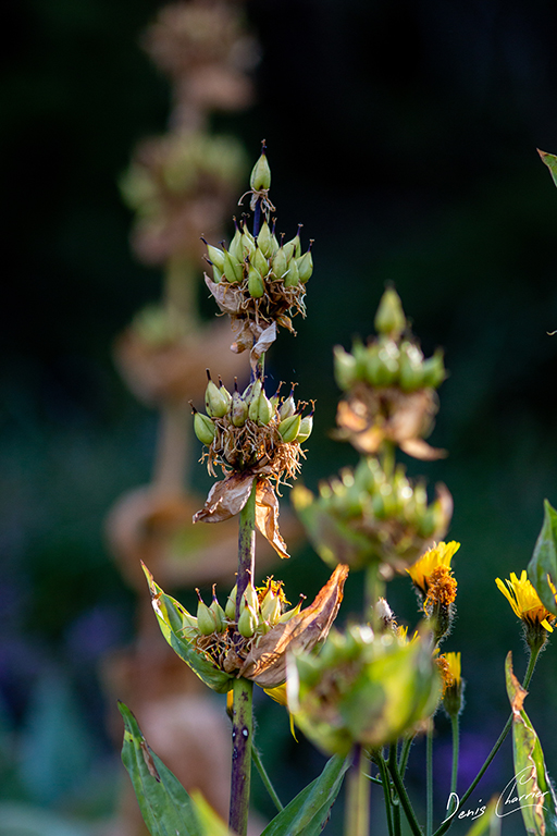 Fleurs de gentiane jaune