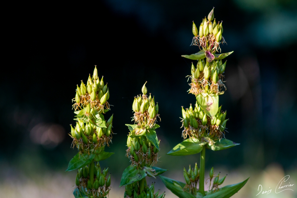 Fleurs de gentiane jaune